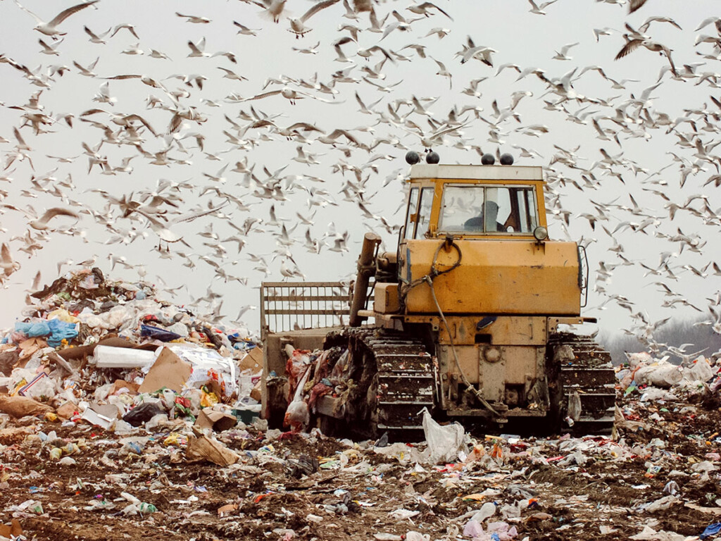 Landfill with birds
