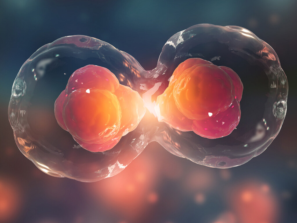 Cells reproducing asexually