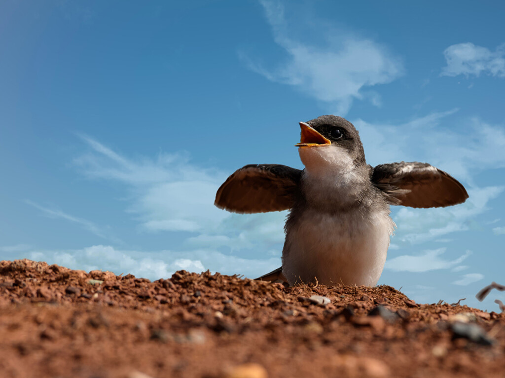 A juvenile bank swallow