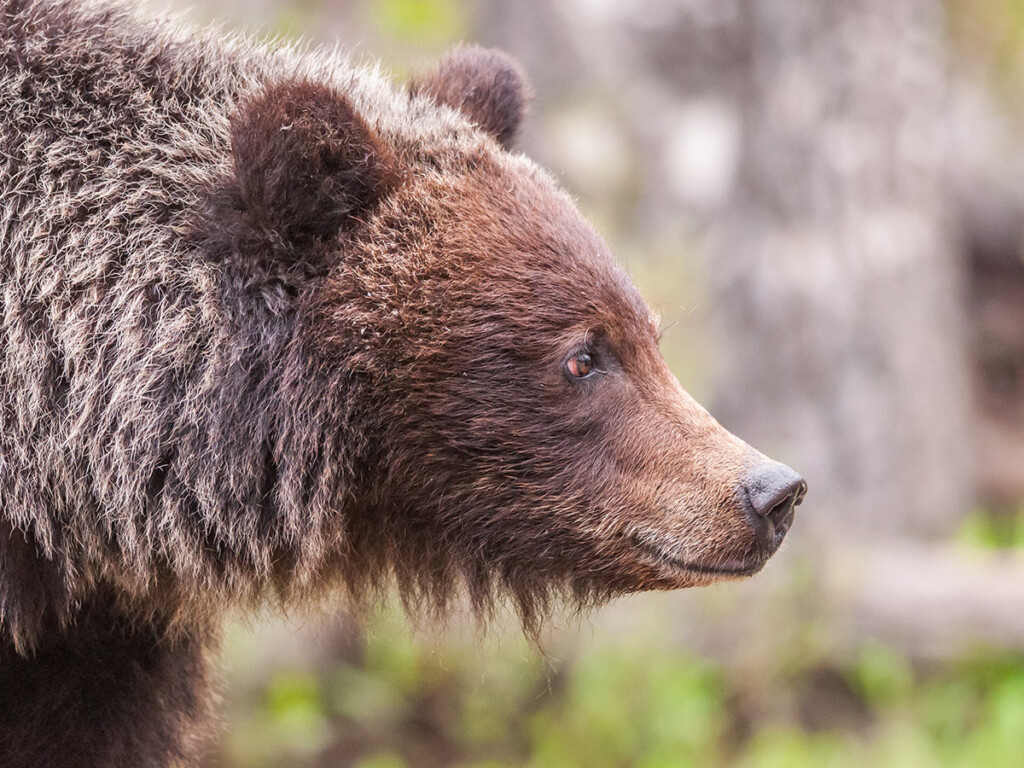 Grizzly bear (Shutterstock)