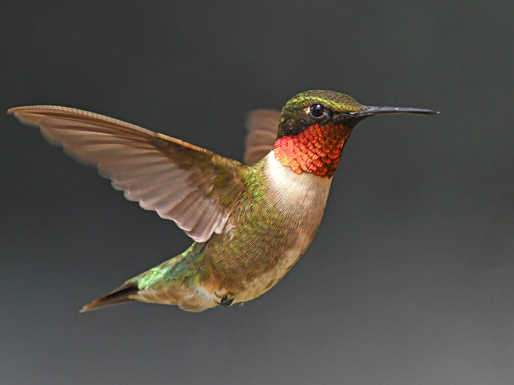 A hummingbird