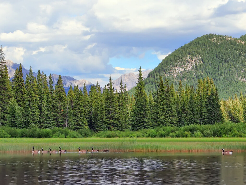 A body of water with geese can be seen in the foreground, with trees and mountains in the background