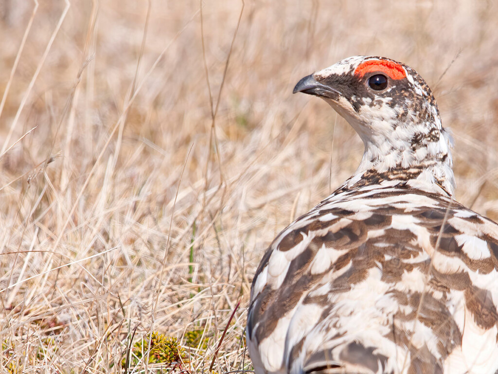 Studying Icelandic rock ptarmigan has taught researchers about the relationships between hosts and parasites. (Shutterstock)