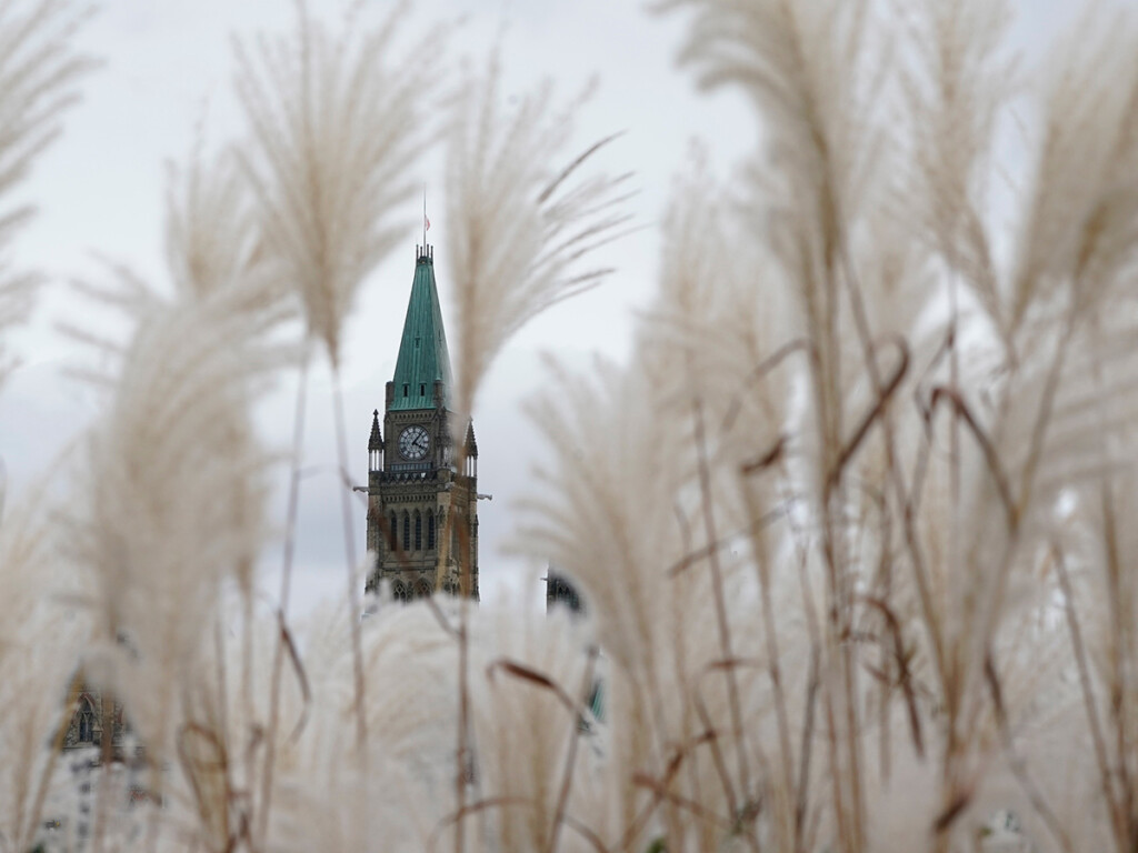 The Peace Tower is seen through rushes in October 2021 (Photo: THE CANADIAN PRESS/Adrian Wyld)