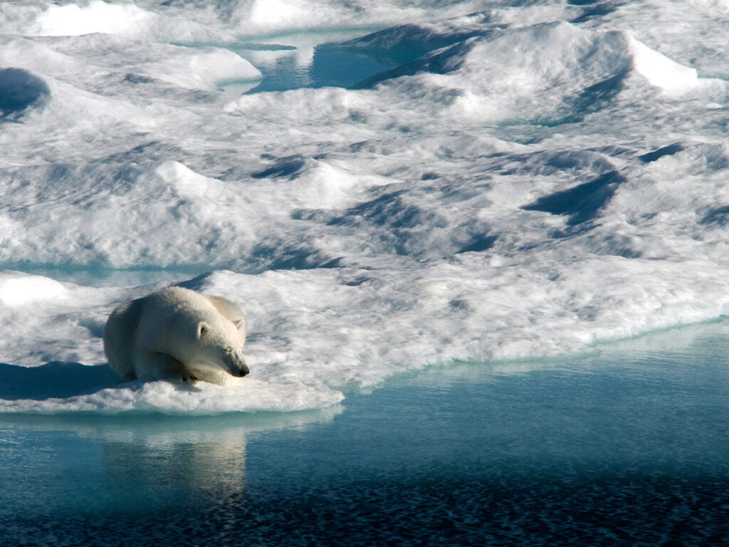 A polar bear suns herself on an ice floe on Baffin Bay in Nunavut. (Shutterstock)