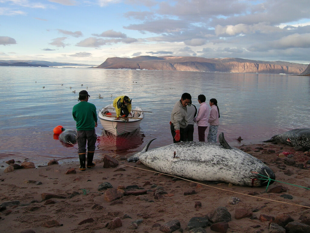 Marine waters are an important source of food for Inuit. (Judith Slein/Flickr), CC BY-SA
