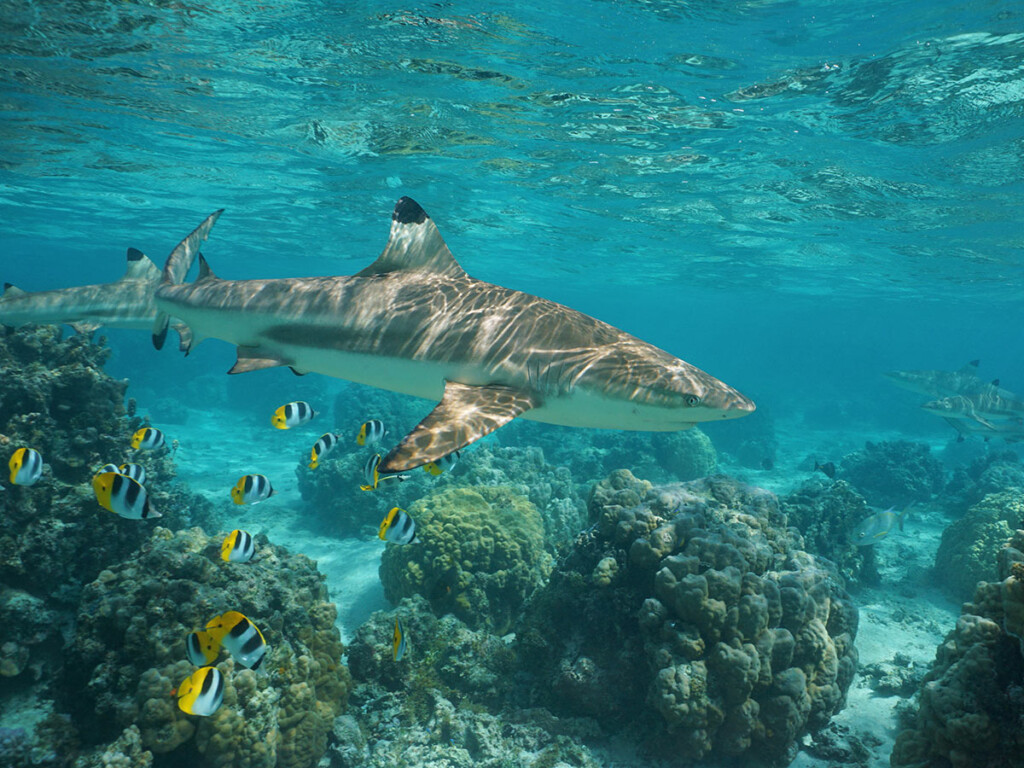 Black tip sharks swim with tropical fish in a lagoon in French Polynesia. (Shutterstock)