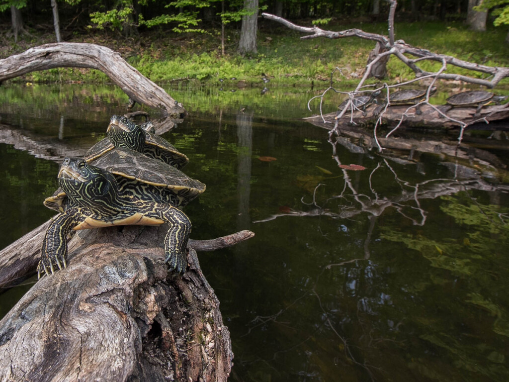 Two turtles sitting on a log