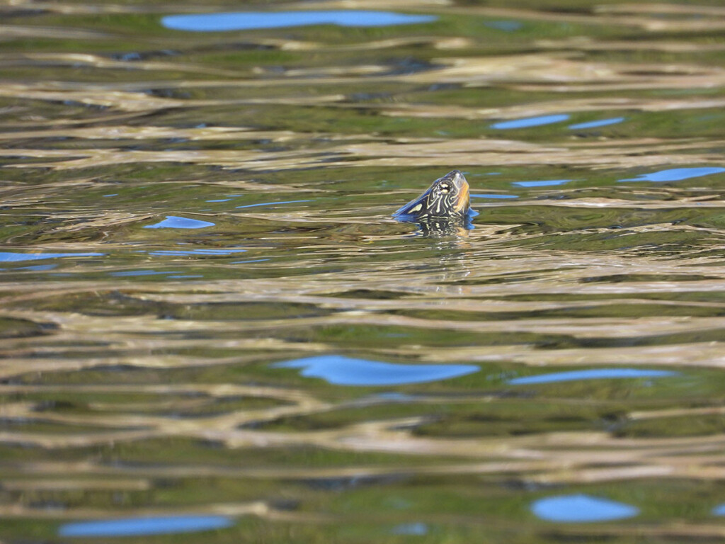 Northern map turtle (Photo: Grégory Bulté)