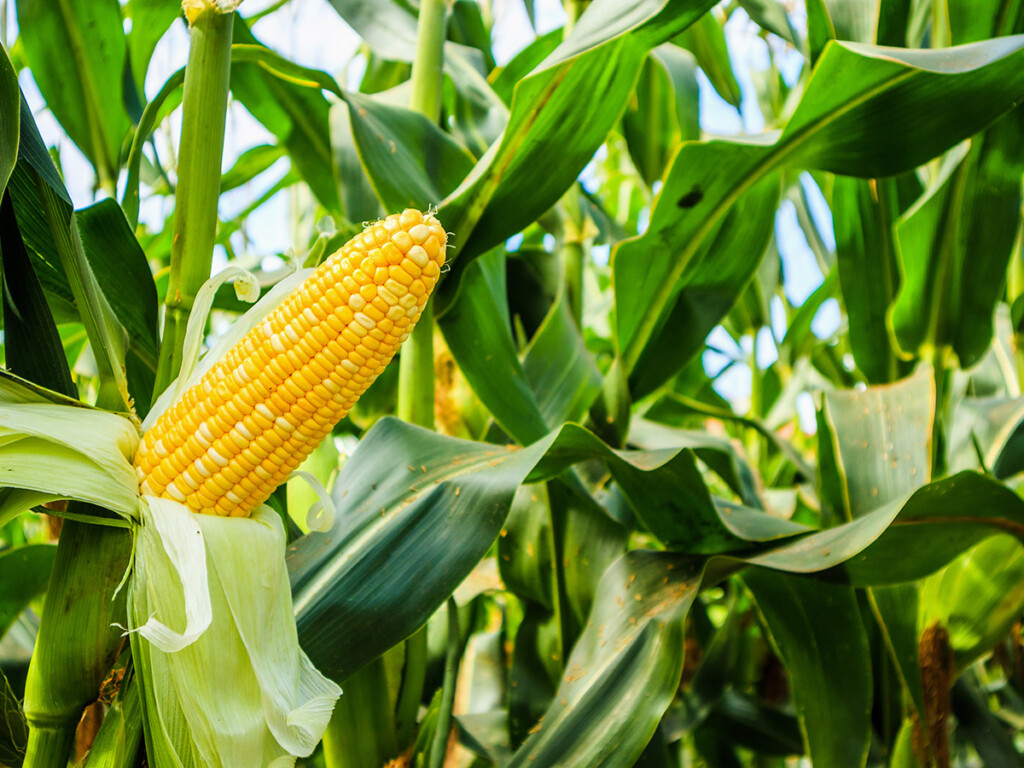 Corn cob with green leaves growth in agriculture field outdoor