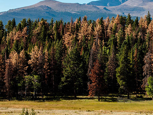 Mountain Pine Beetle damaged trees in Rocky Mountain National Park