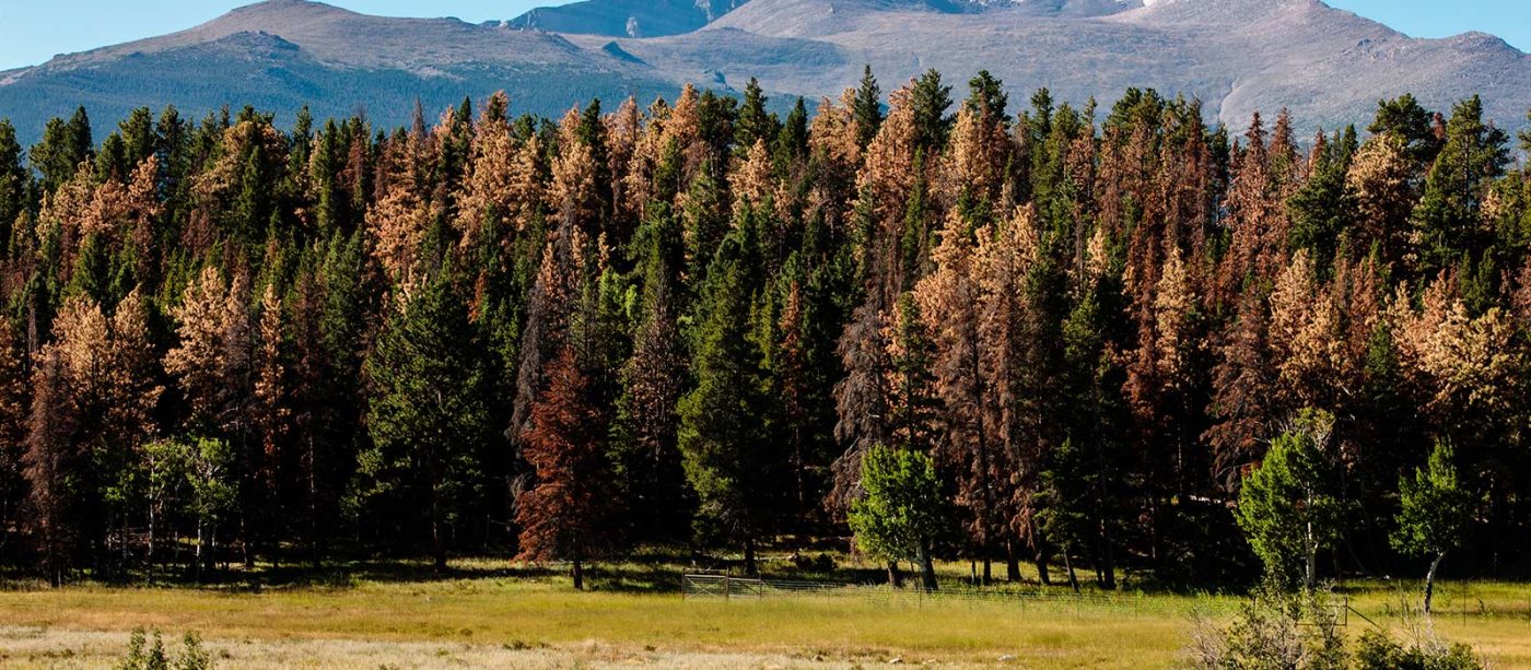 Mountain Pine Beetle damaged trees in Rocky Mountain National Park