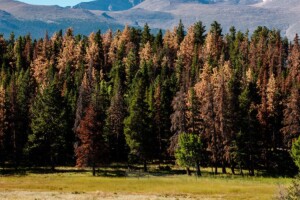 Mountain Pine Beetle damaged trees in Rocky Mountain National Park