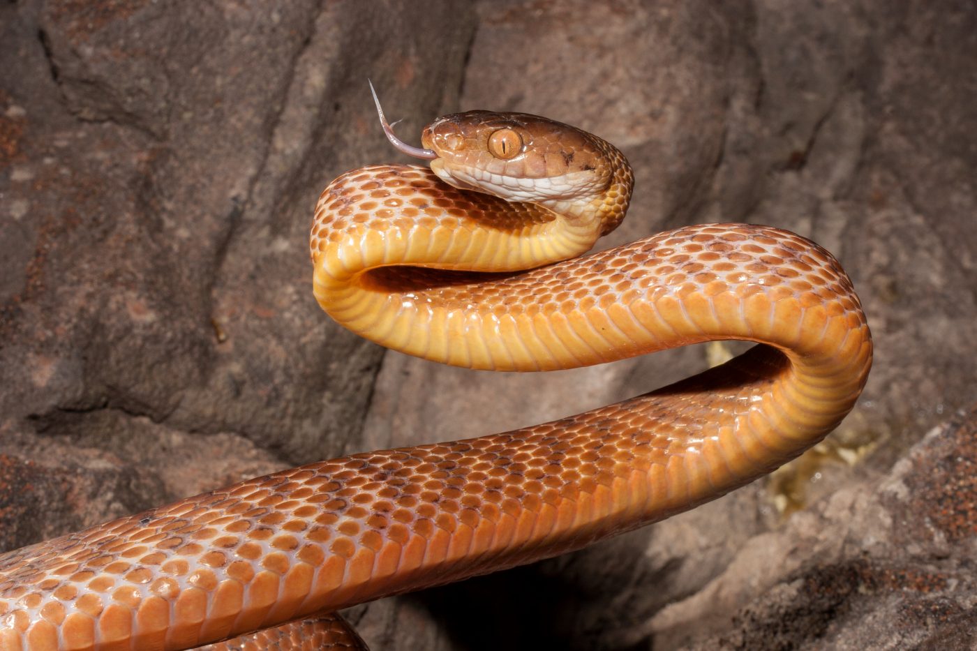 A yellowish-brown snake