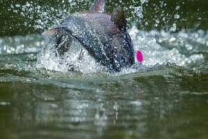 A fish jumps through the water.