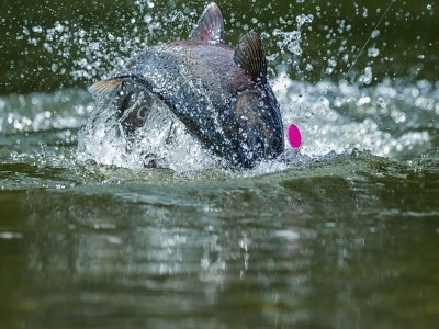 A fish jumps through the water.