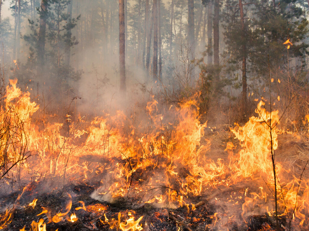 Carleton researchers are analyzing the thousands of variables that influence the direction and intensity of forest fires to prevent them from occurring.