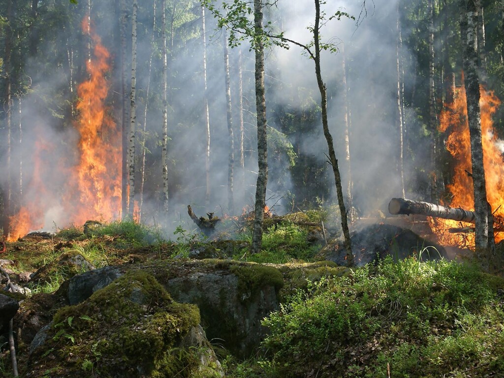 A forest on fire