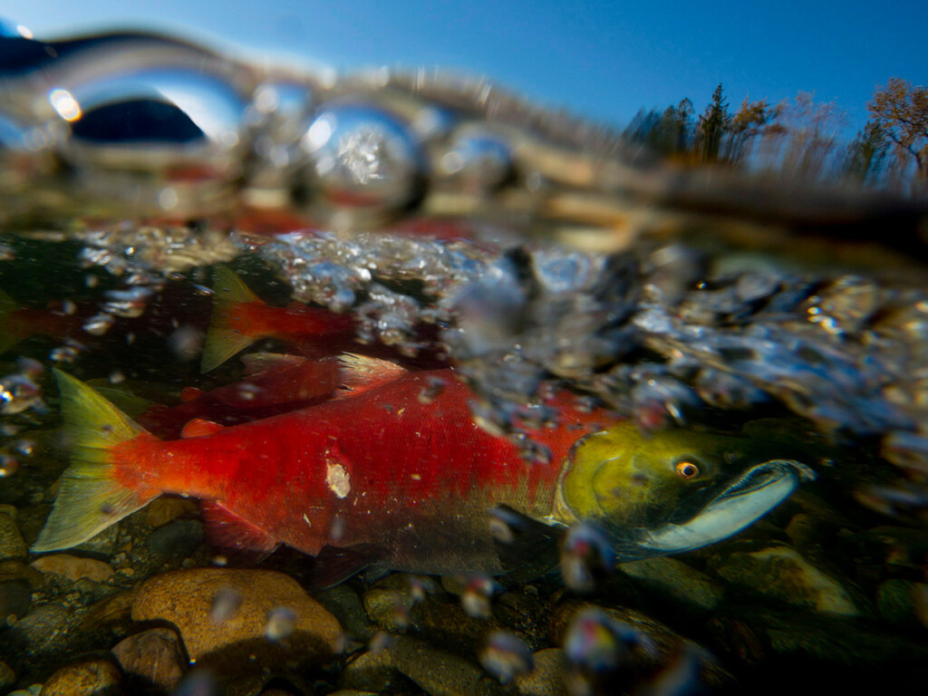 Spawning sockeye salmon make their way up the Adams River near Chase, B.C. (THE CANADIAN PRESS/Jonathan Hayward)