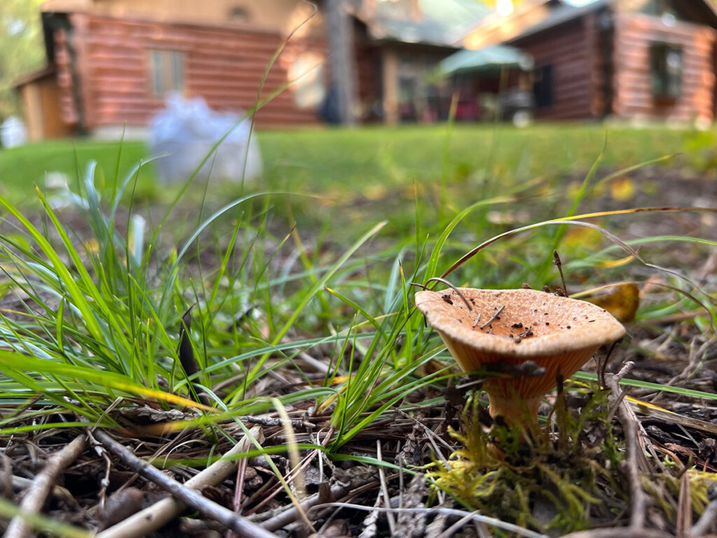 A sample of fungi growing in a yard