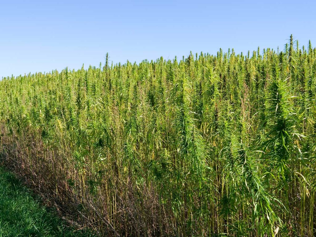 Hemp House - Alum-Student Project Targets Sustainable Homes