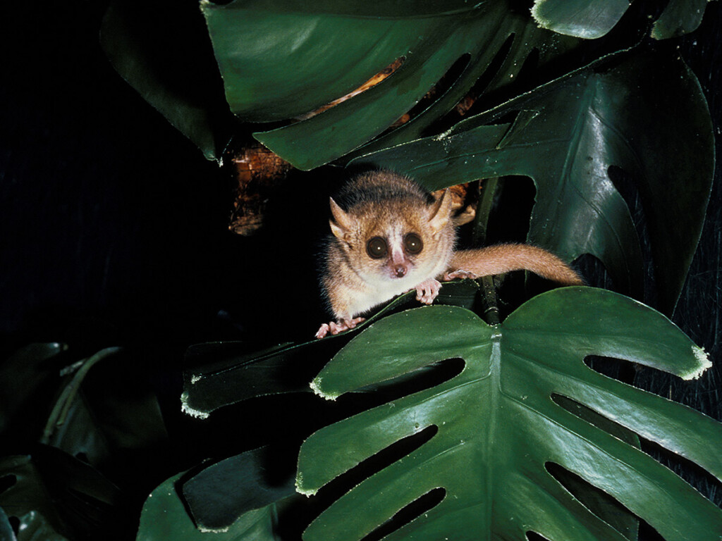 Hibernating lemurs may be the key to cryogenic sleep for human space travel