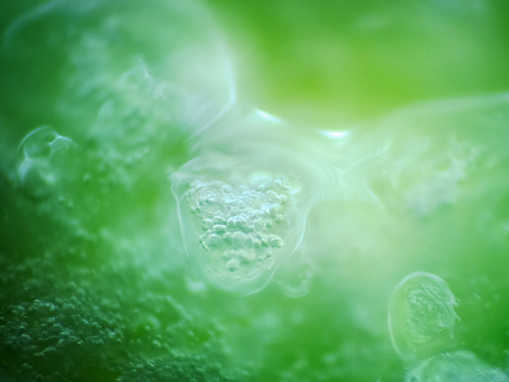 Inorganic carbon being used to build the organic molecules.