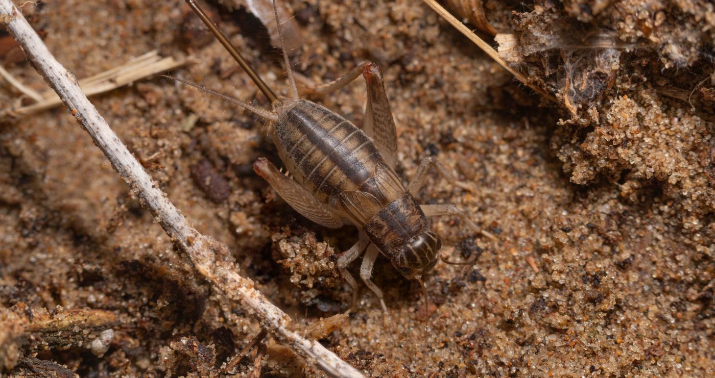 Image showcasing Crickets in Space: Investigating Insects as Food for Space Travel ...