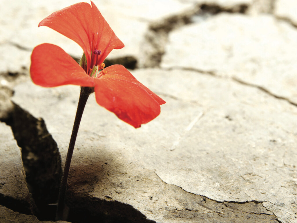 Inclusion Week Explores Solutions to Pandemic and Social Justice Challenges