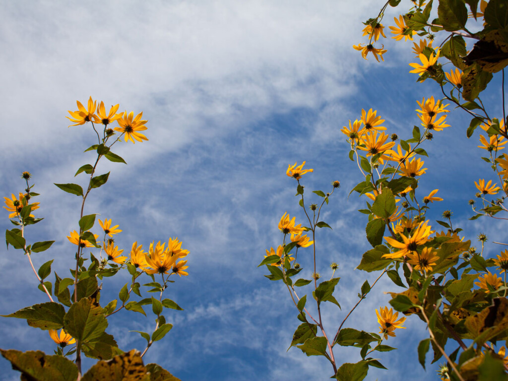 The flowers of the Jerusalem artichoke. Postdoctoral fellow Aynur Gunenc is exploring how to make processed meat products healthier using the nutritional properties of the Jerusalem artichoke.