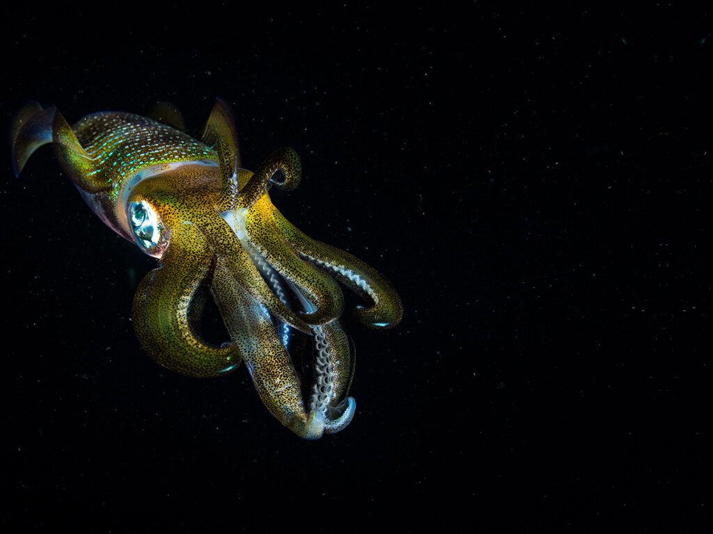 Jumbo Squid and Zombie Genes: Grad Students Investigate