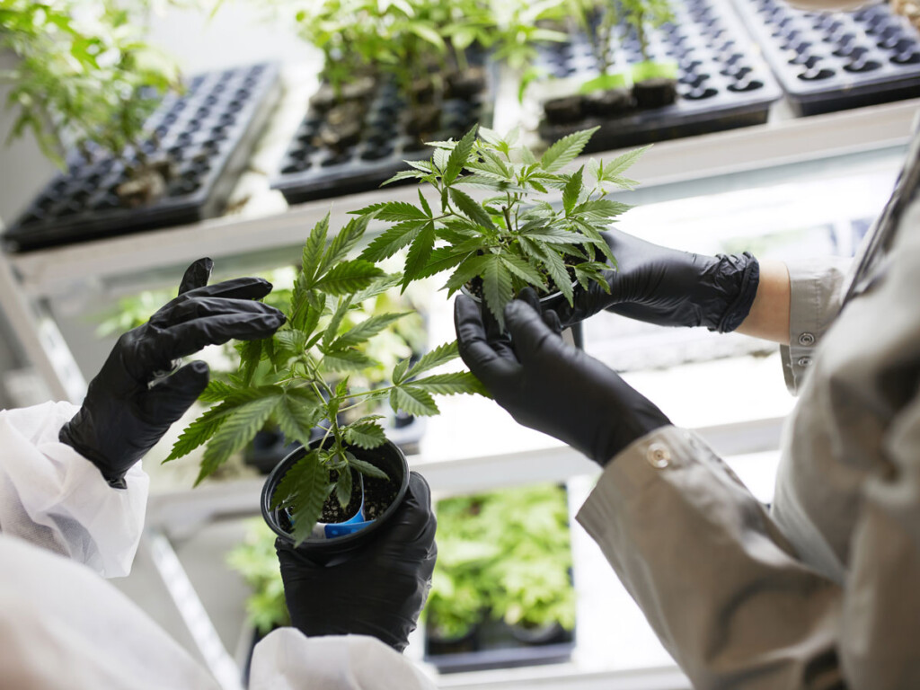 Improving Medical Marijuana: Leaves are examined in a lab