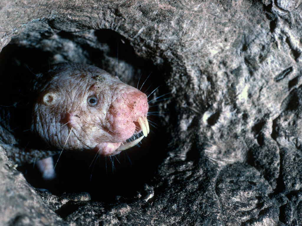 Naked molerats have evolved mechanisms to protect the brain from the effects of low oxygen. (Shutterstock)