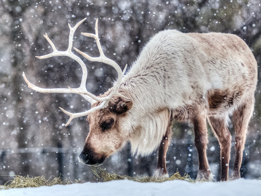 A reindeer