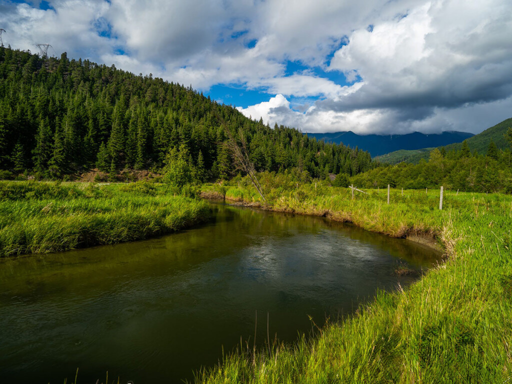 A river runs through wetlands and a large grouping of tall trees