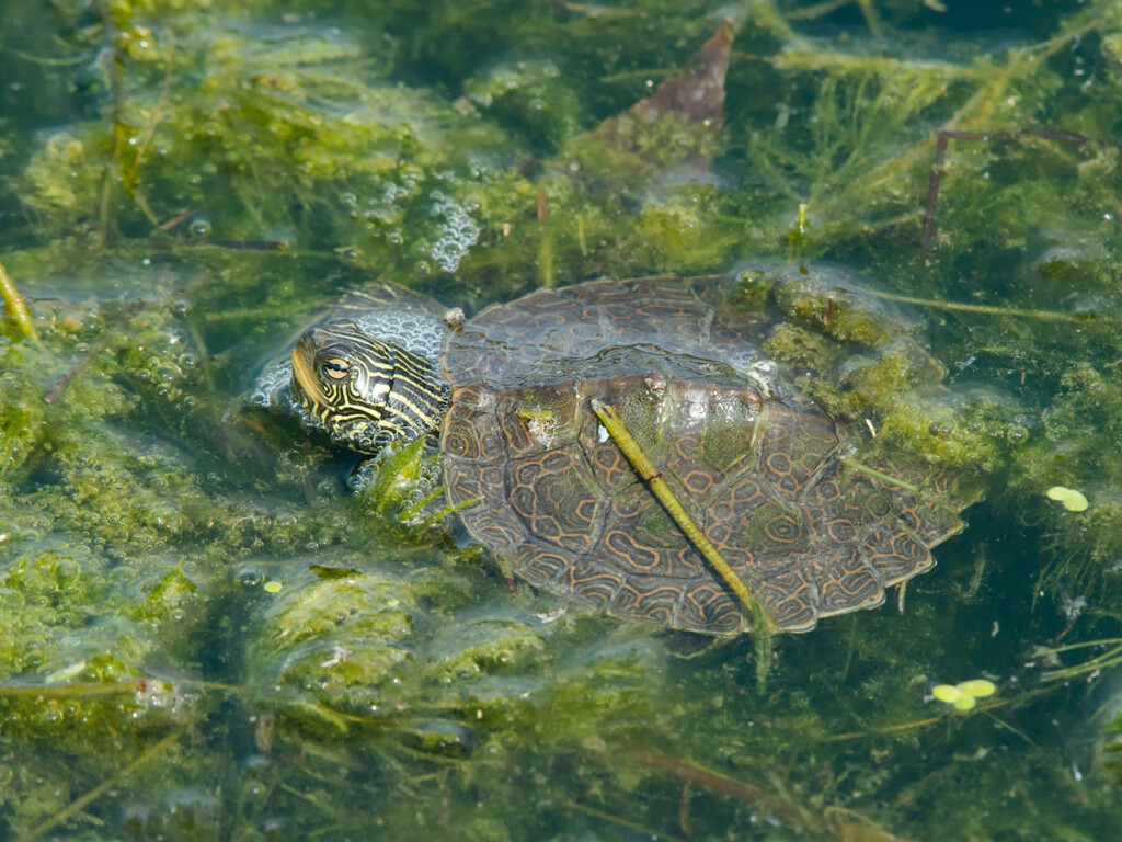 Northern map turtles swimming