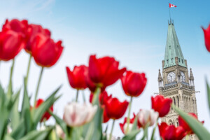 The Peace Tower of the Parliament of Canada with red blurred tulips in the foreground, in Ottawa, during Canadian Tulip Festival (2016)