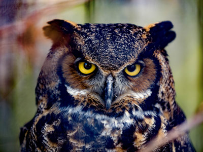 Grey Horned Owl
