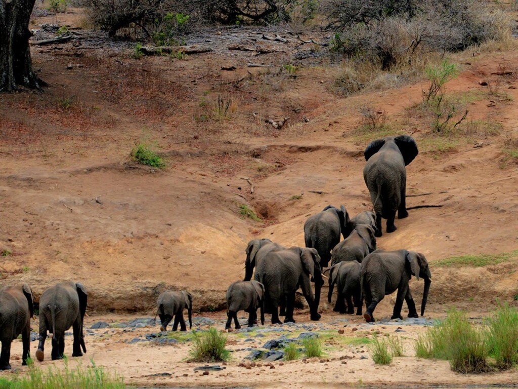 A herd of elephants walking up a hill