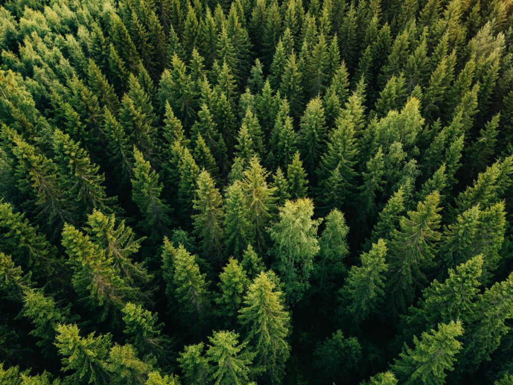 Aerial top view of summer green trees in a forest