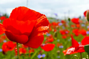 A poppy field