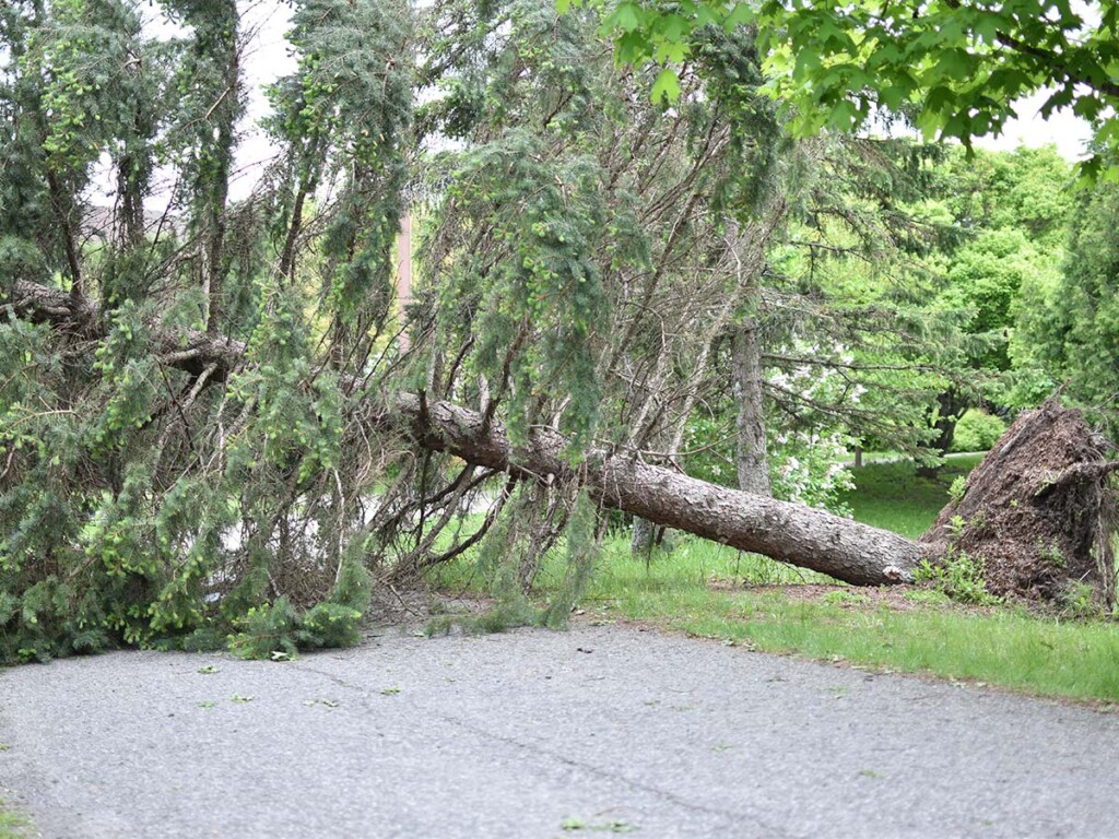 Invasive Insects can weaken trees which makes them more likely to fall in a storm. This is a tree that was damaged in Ottawa during a storm in May 2022.