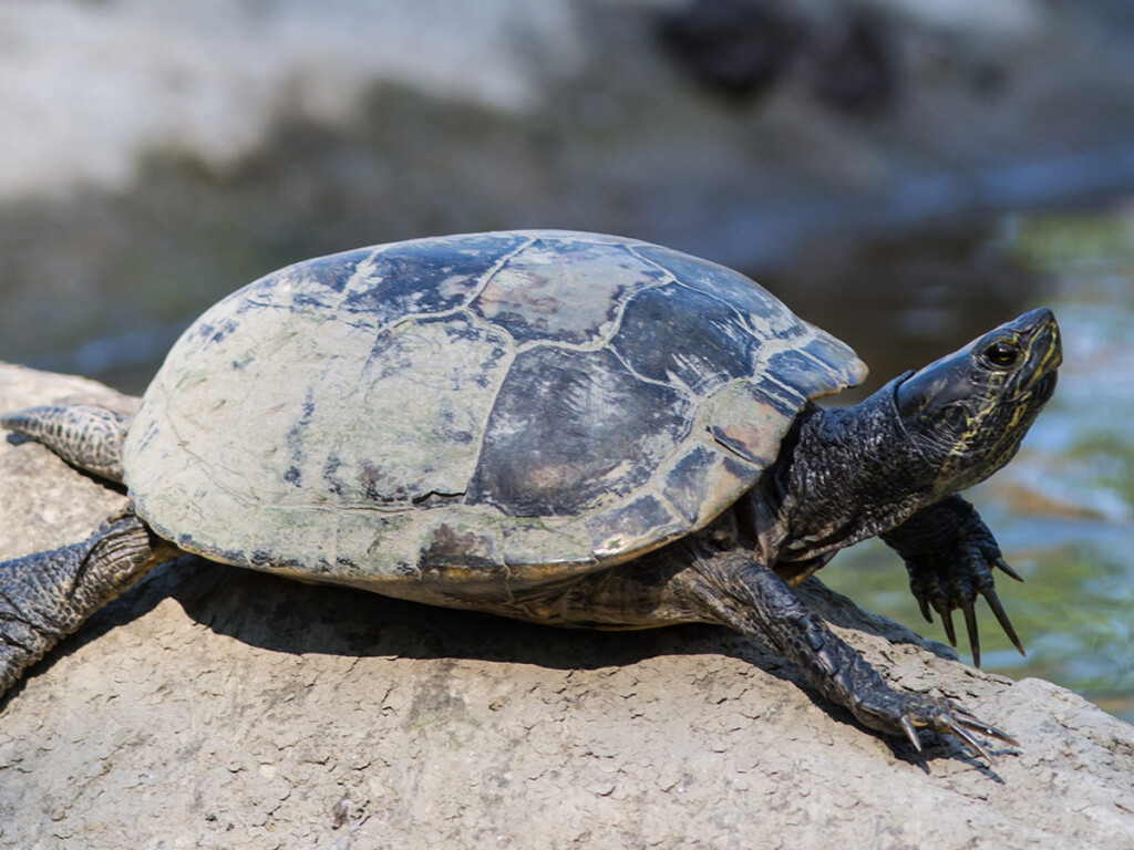 A red-eared slider turtle lies on a rock in a pond in Ontario, Canada
