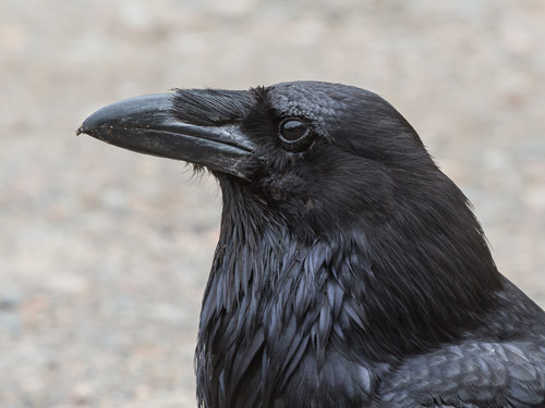 A closeup of a raven outdoors