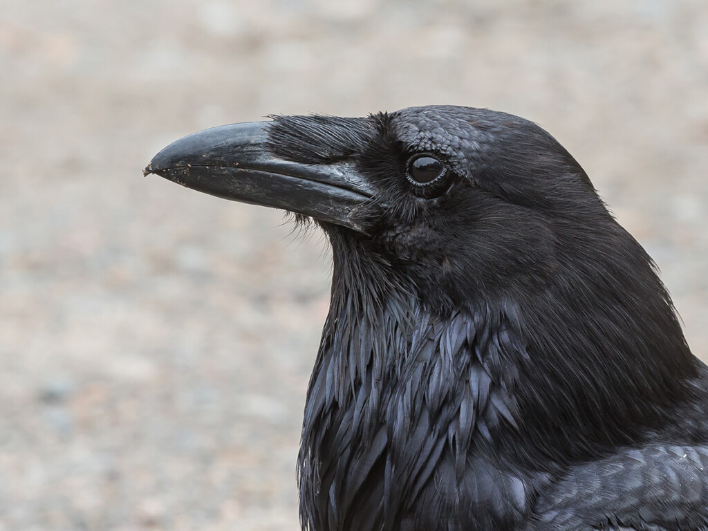 The profile of a raven