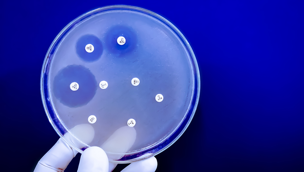 A petri dish displaying antibiotic resistance.