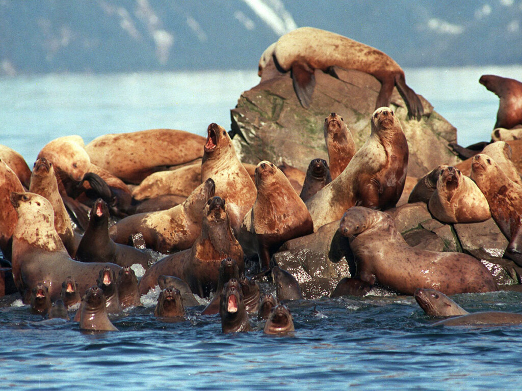 A large group of sea lions on a rock (AP Photo/Jack Smith, File)