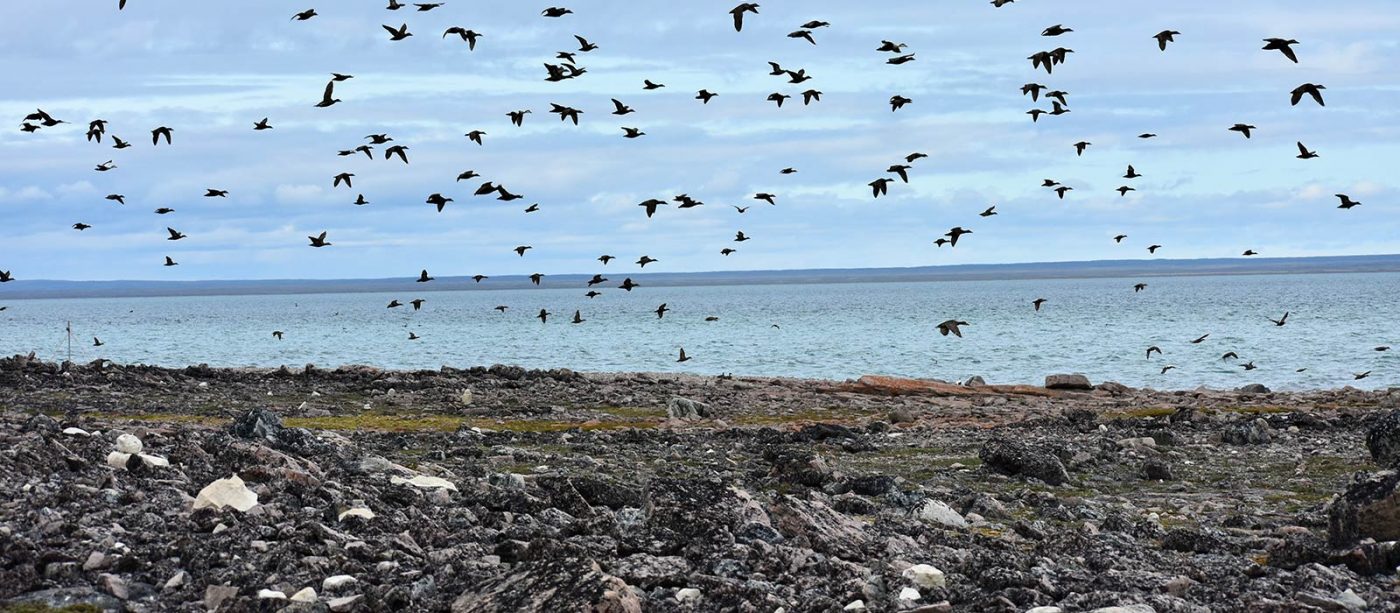 A large group of birds flying over a rocky shoreline.
