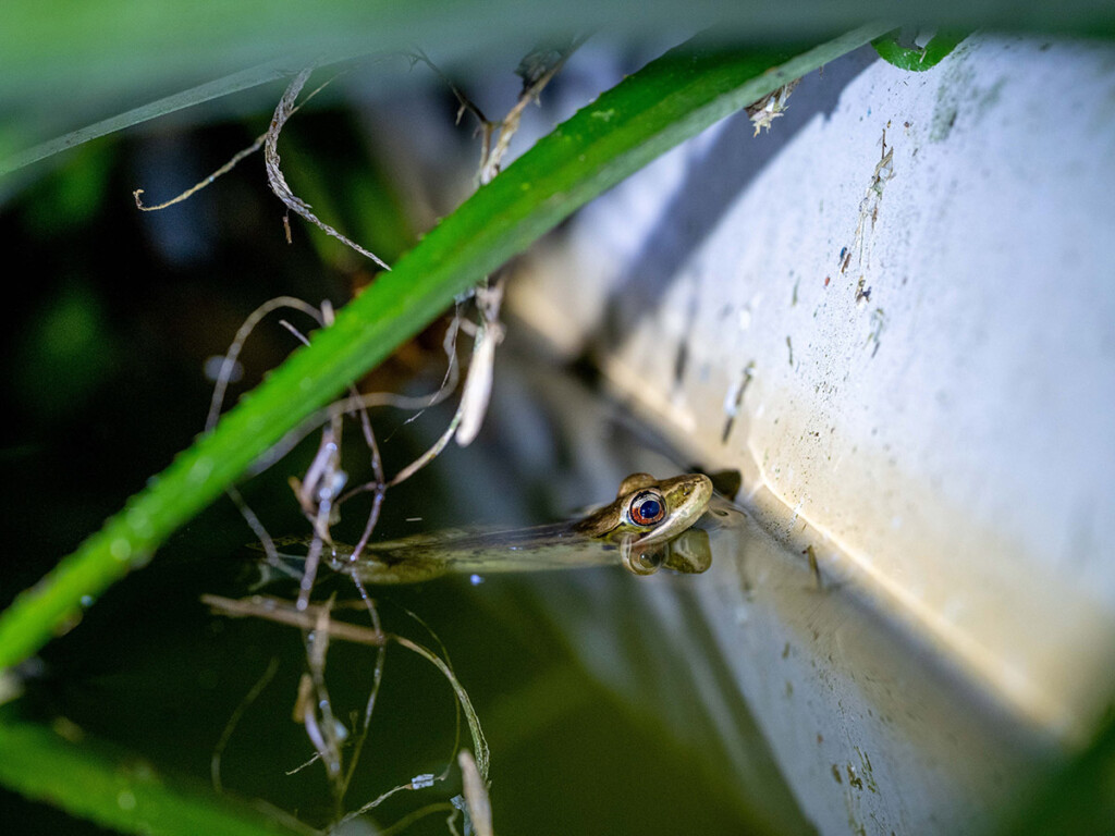A tadpole in a pond.