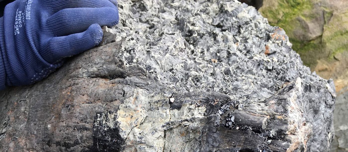 310 Million-year-old Tree Fossils to Reveal New Ancient Animals